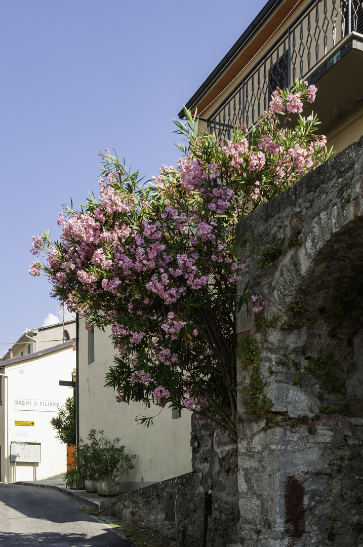 Oleanderblüten