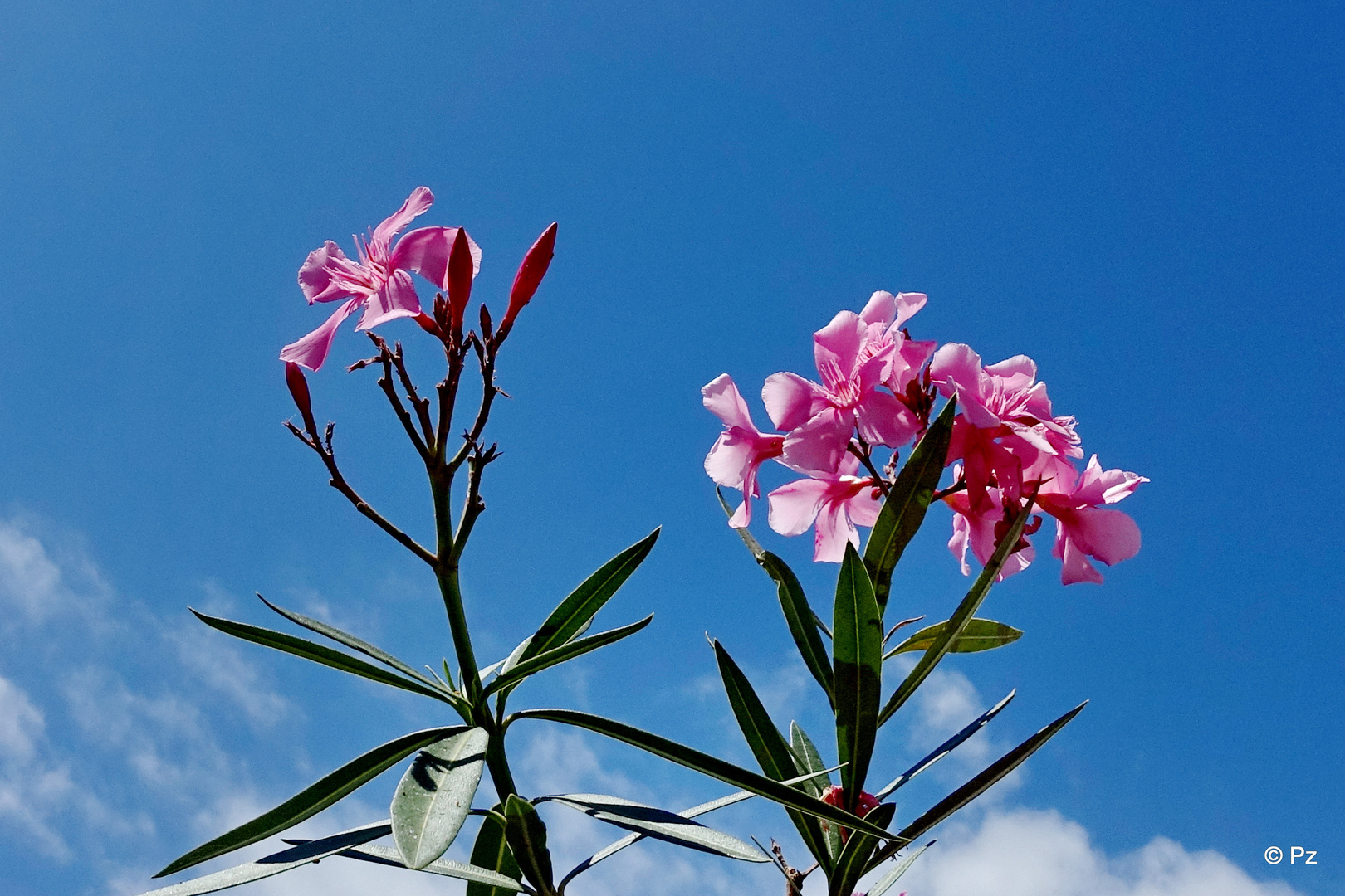 Oleanderblüten ...