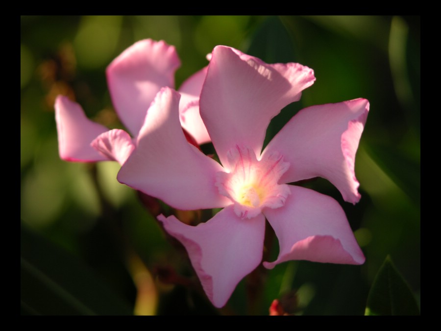 Oleanderblüten im Abendlicht