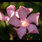 Oleanderblüten im Abendlicht