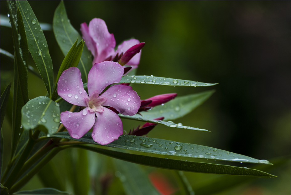 Oleanderblüten im Regen