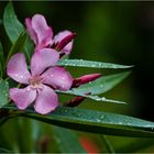 Oleanderblüten im Regen