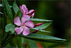 Oleanderblüten im Regen