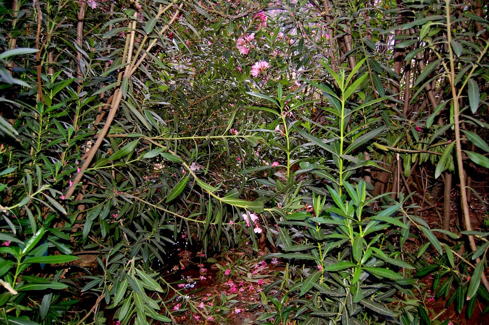 Oleanderdschungel