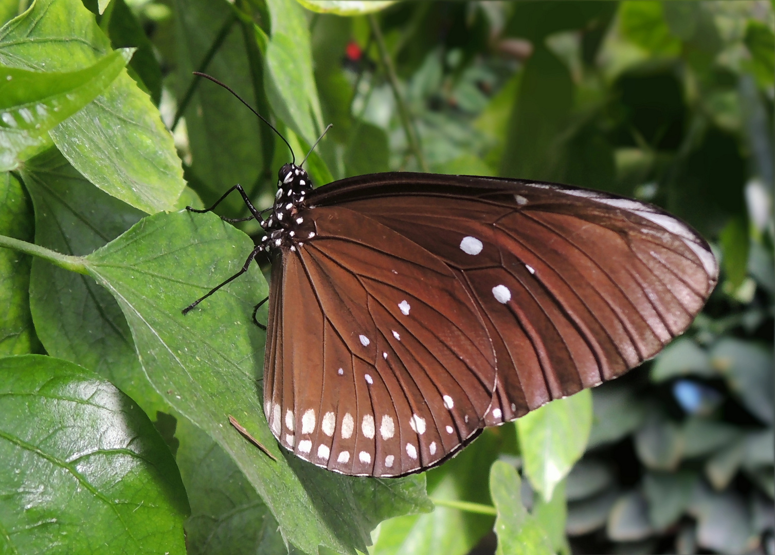 Oleanderfalter, ein exotischer Schmetterling