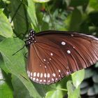 Oleanderfalter, ein exotischer Schmetterling