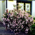 ...Oleander...Nerium oleander...