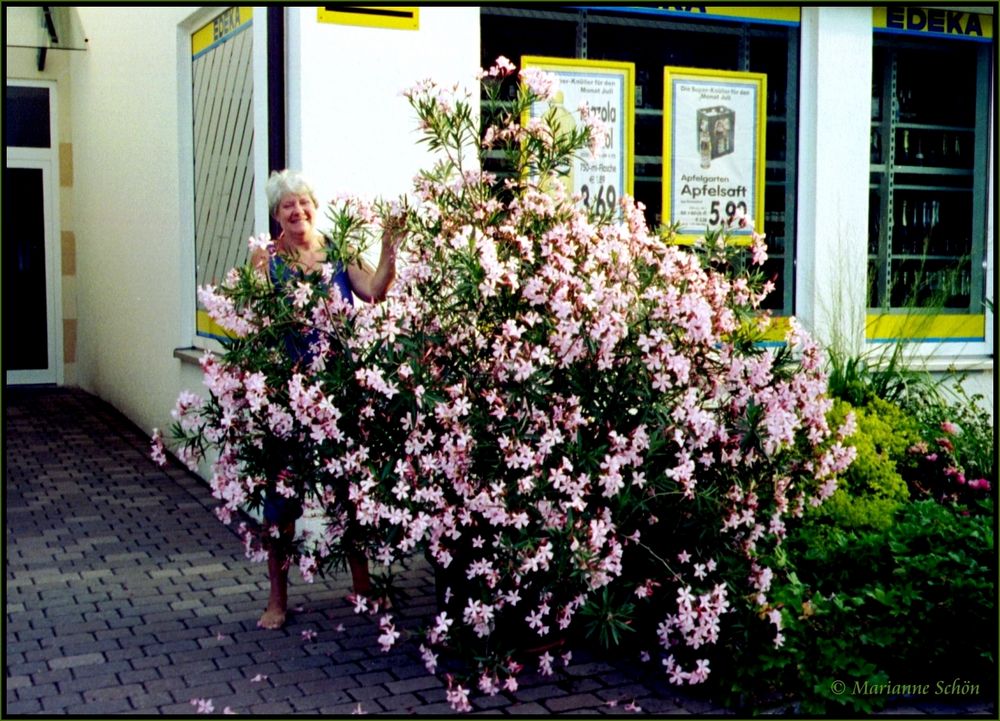 ...Oleander...Nerium oleander...