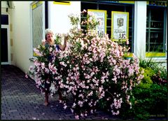 ...Oleander...Nerium oleander...