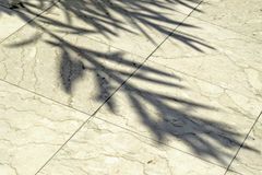 Oleanderschatten / L'ombra d'oleandro
