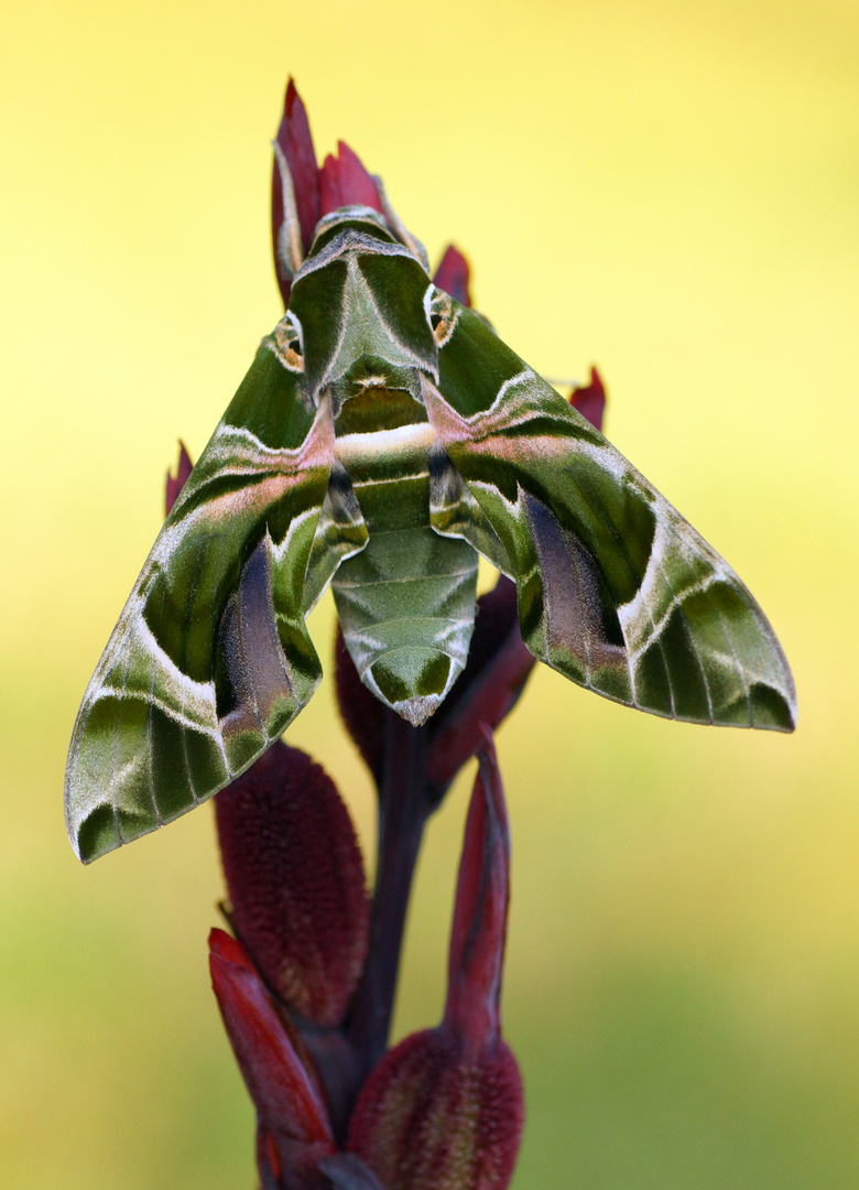 Oleanderschwärmer (Daphnis nerii)