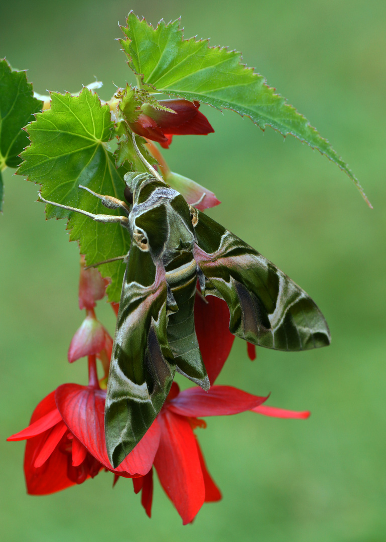 Oleanderschwärmer (Daphnis nerii) 