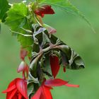 Oleanderschwärmer (Daphnis nerii) 