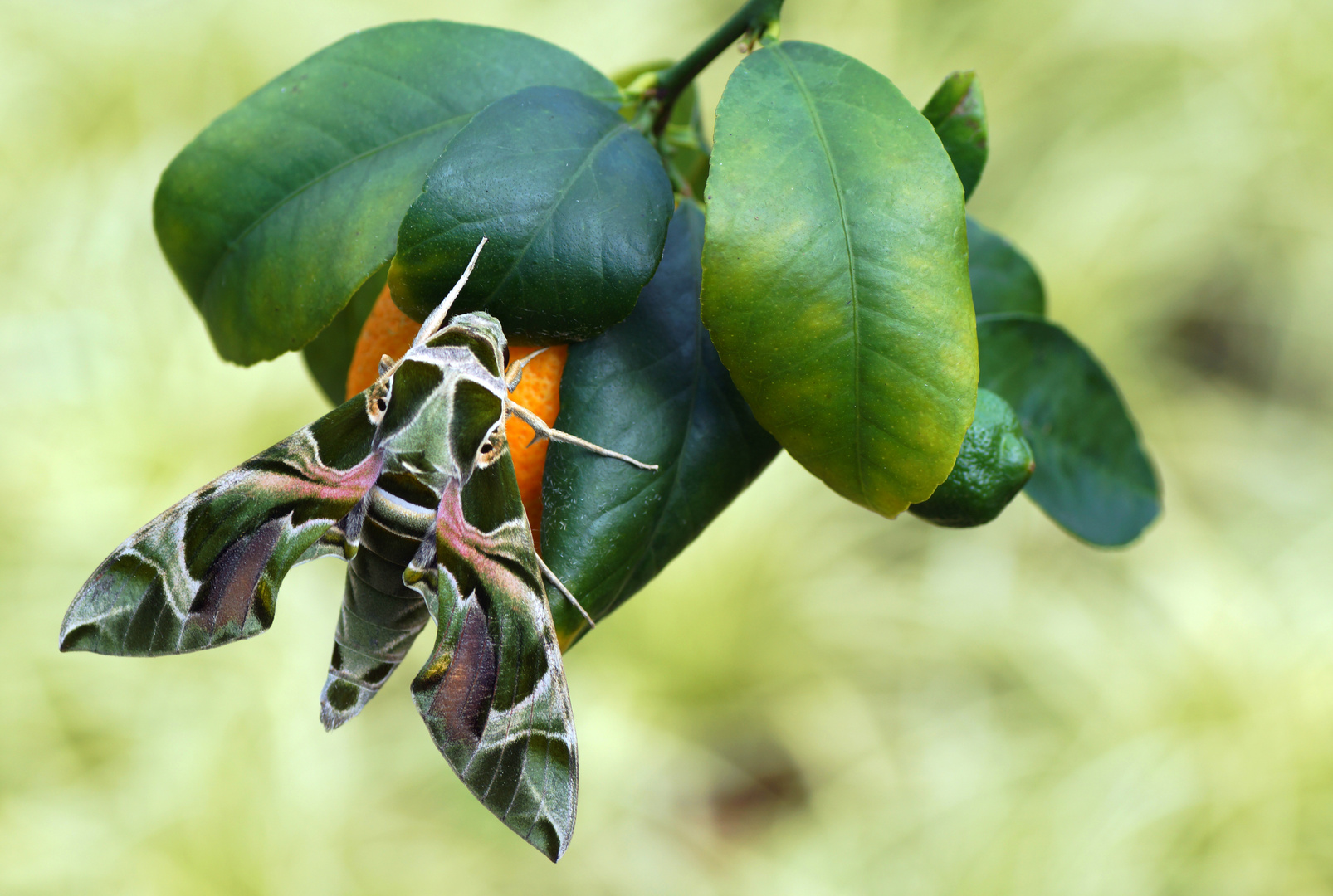 Oleanderschwärmer (Daphnis nerii)