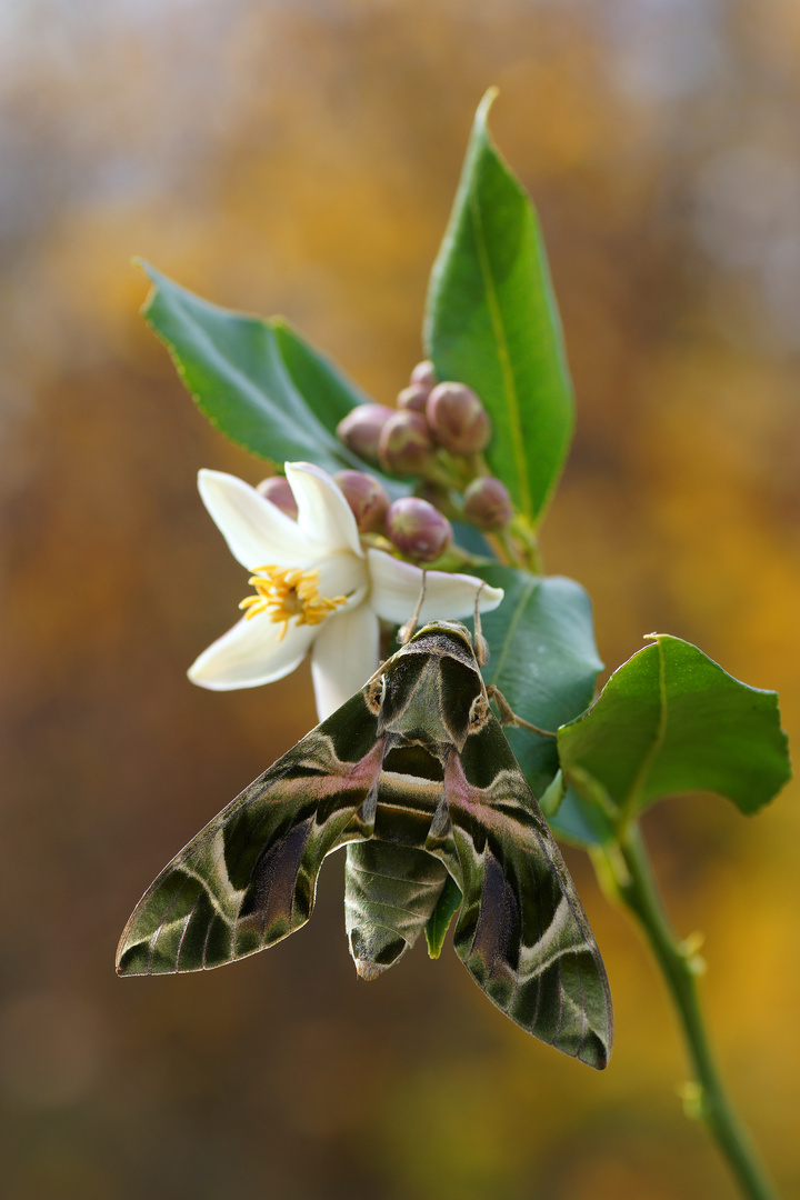 Oleanderschwärmer (Daphnis nerii)