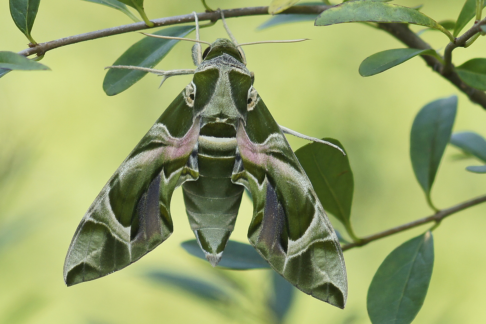 Oleanderschwärmer (Daphnis nerii)