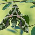 Oleanderschwärmer (Daphnis nerii)