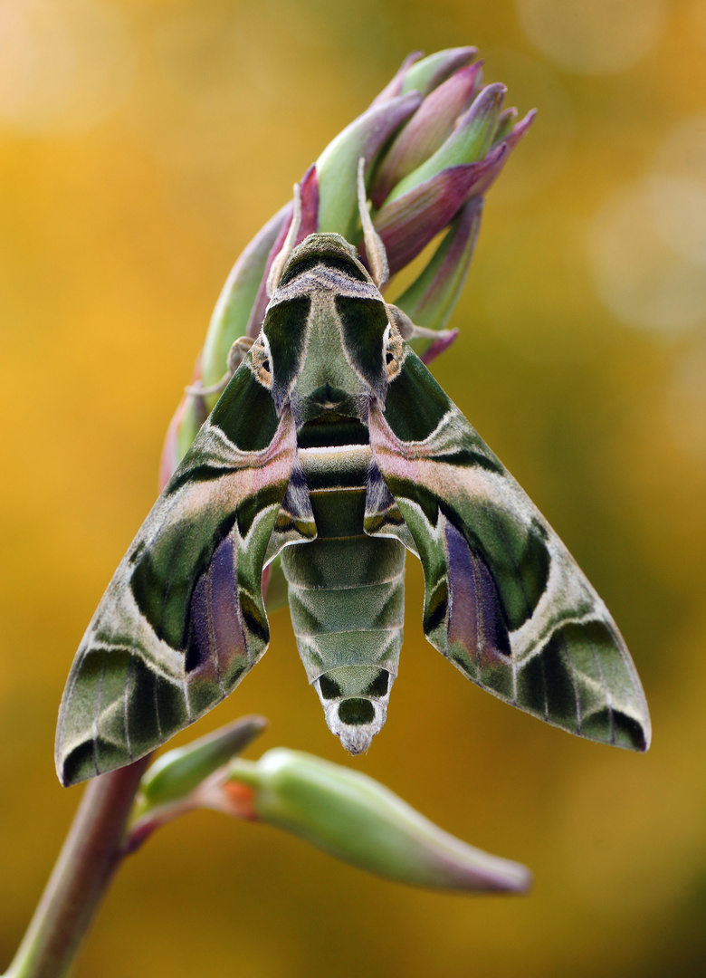 Oleanderschwärmer (Daphnis nerii)