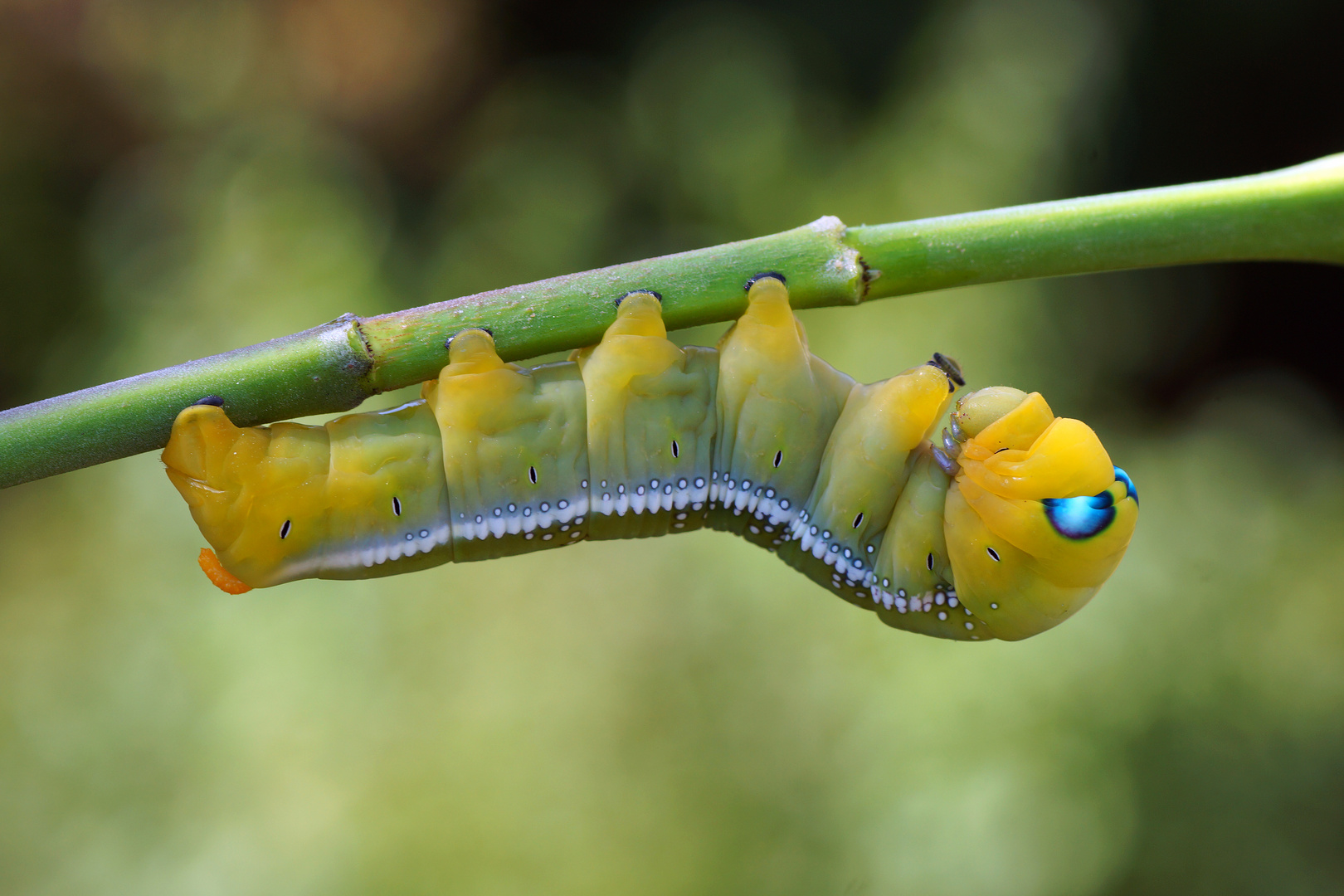 Oleanderschwärmer (Daphnis nerii)