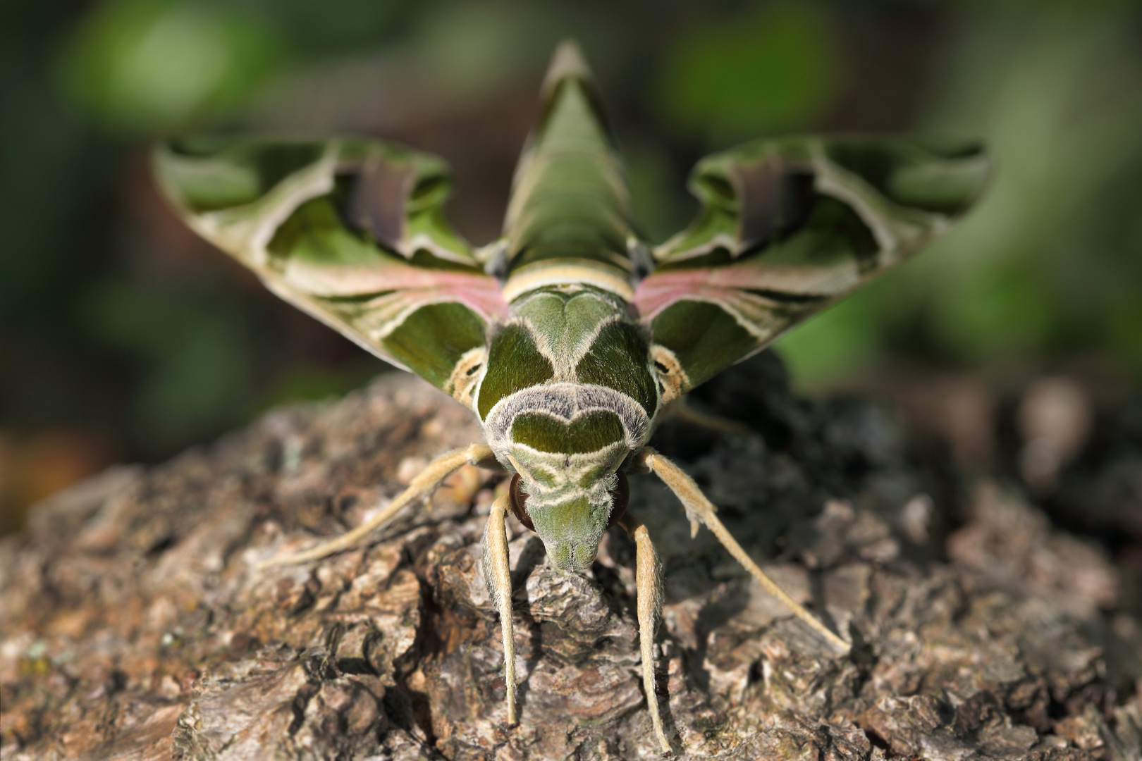 Oleanderschwärmer (Daphnis nerii)