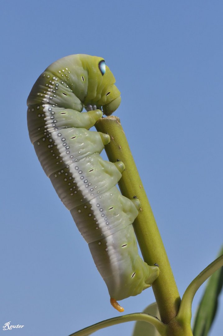 Oleanderschwärmer (Daphnis nerii) Raupe