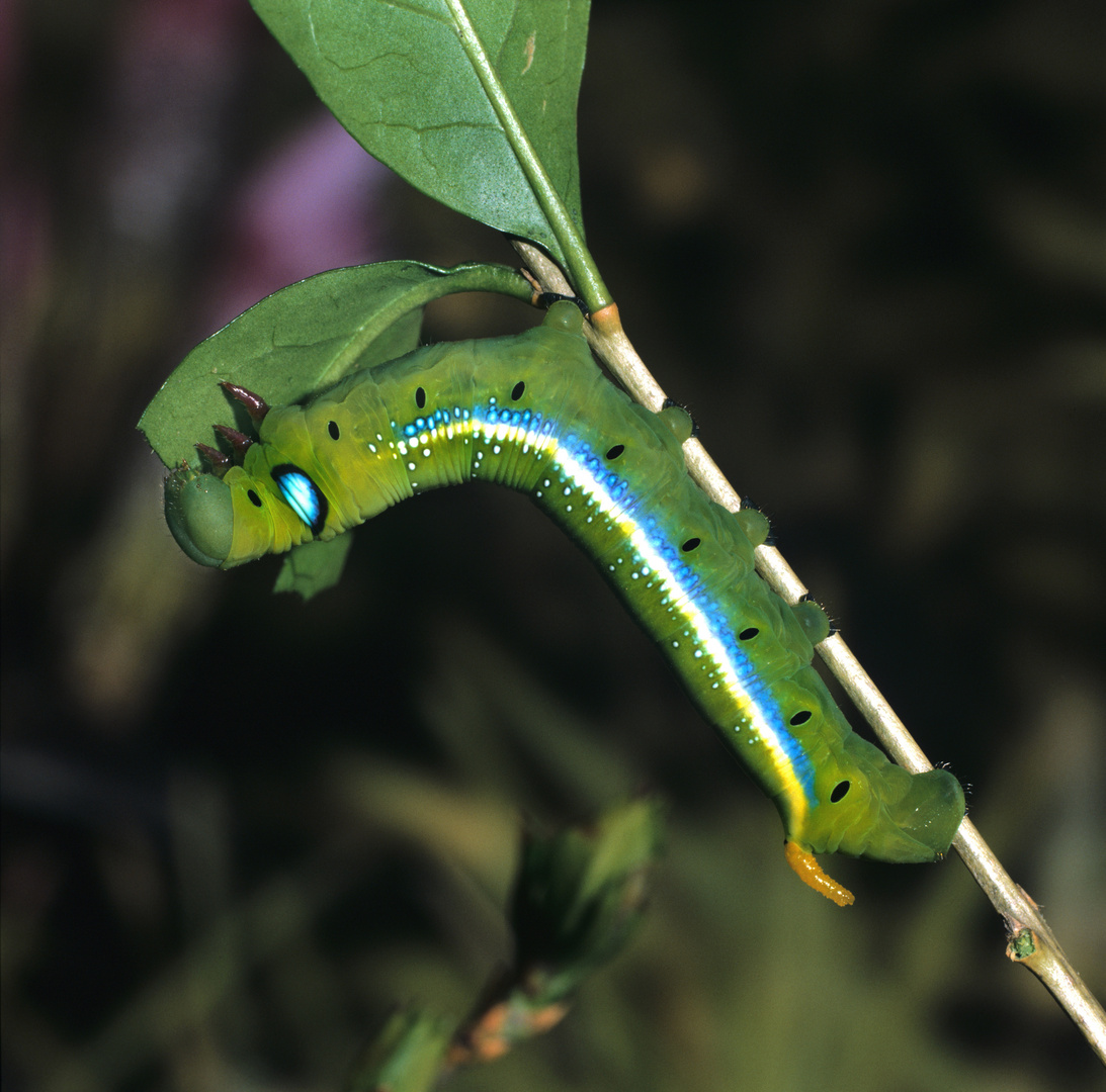 Oleanderschwärmer, Daphnis neriis, Raupe  