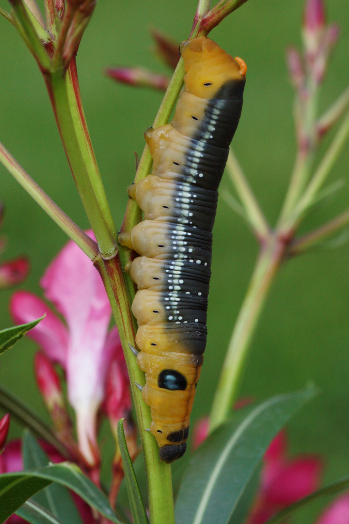 Oleanderschwärmerraupe (Daphnis nerii)