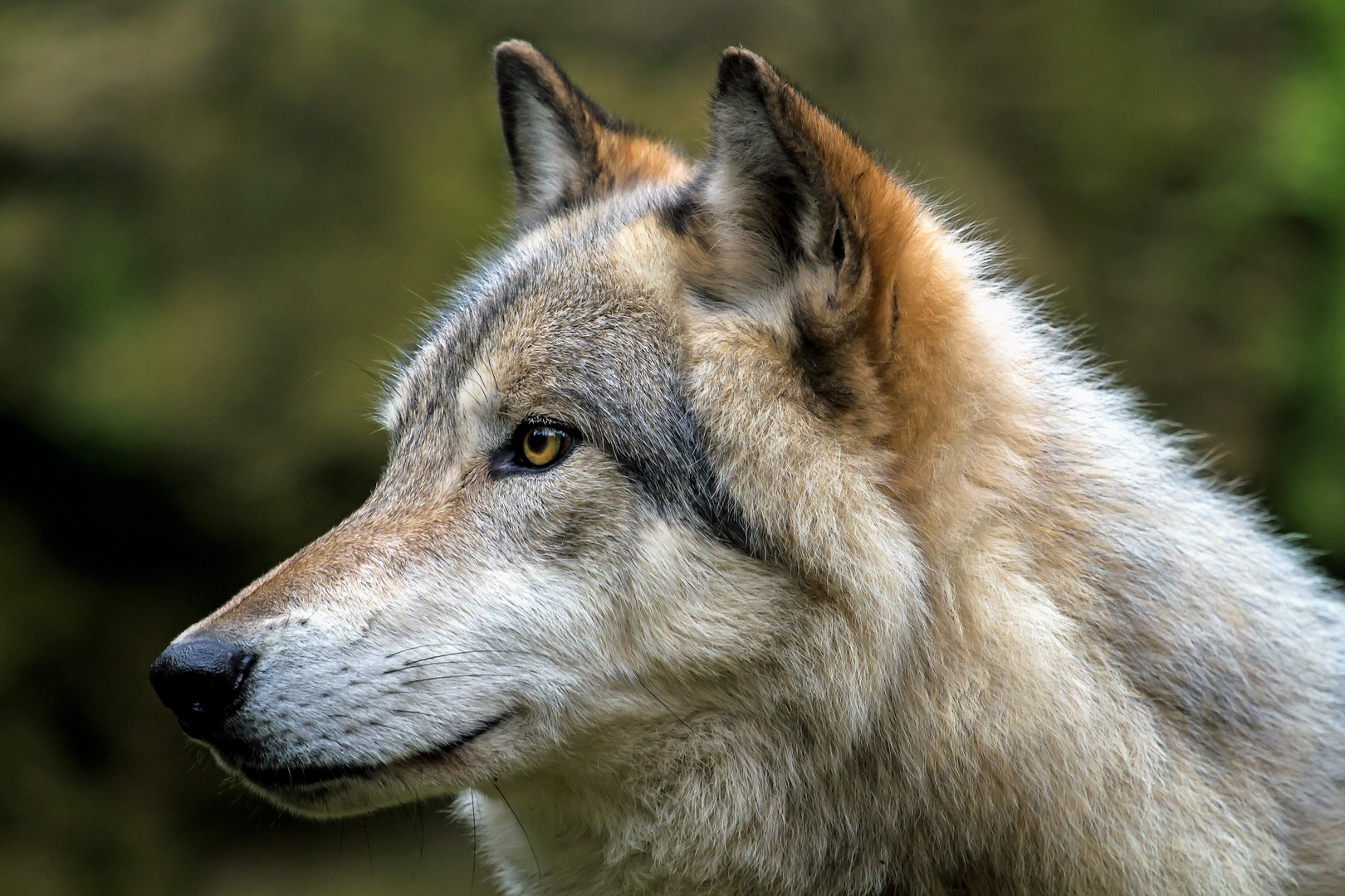 OLE....der schöne Timberwolf