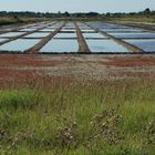 OLERON MARAIS SALANT