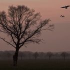 OLFEN im MÜNSTERLAND