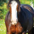 Olga - Irish Cob