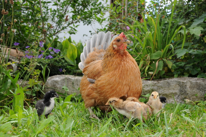 Olgi und die Jungen