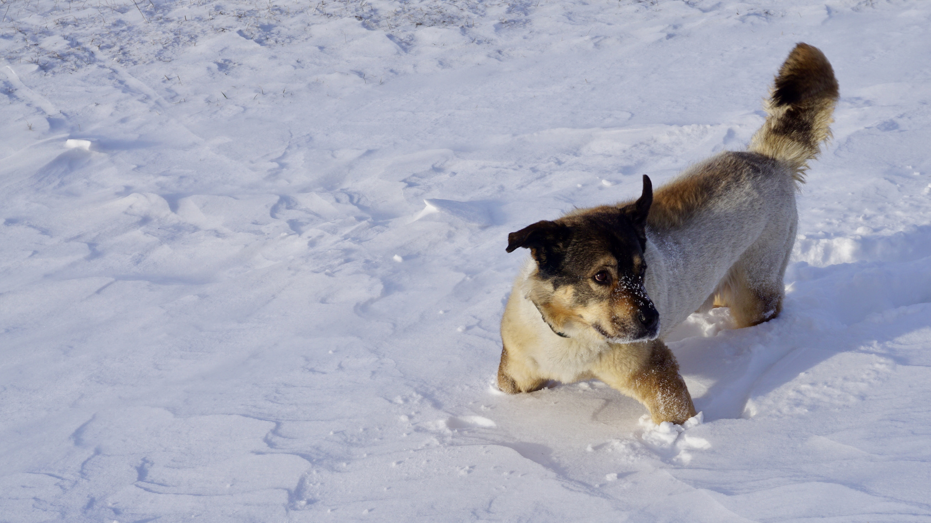 Oli im Schnee 2