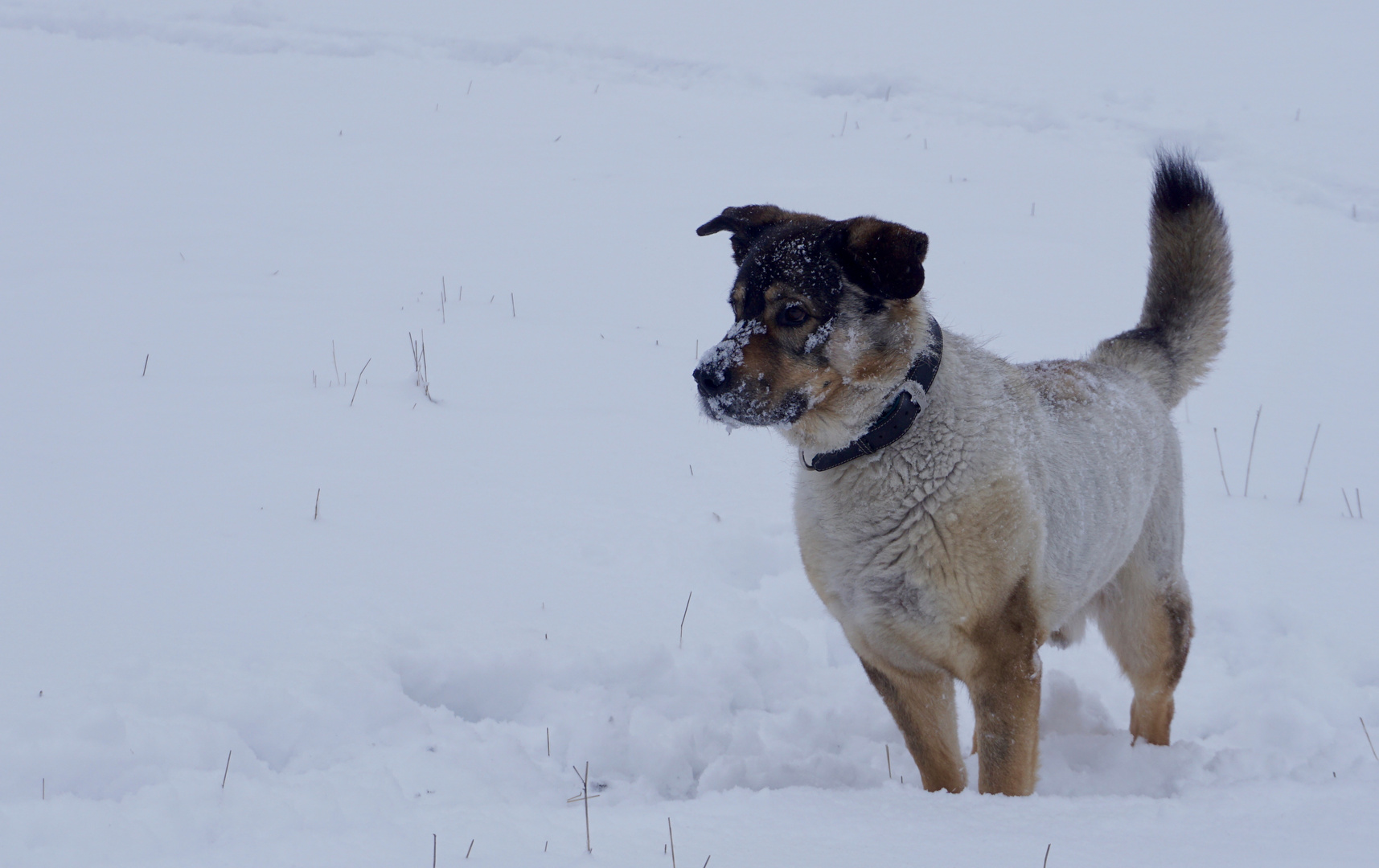 Oli im Schnee