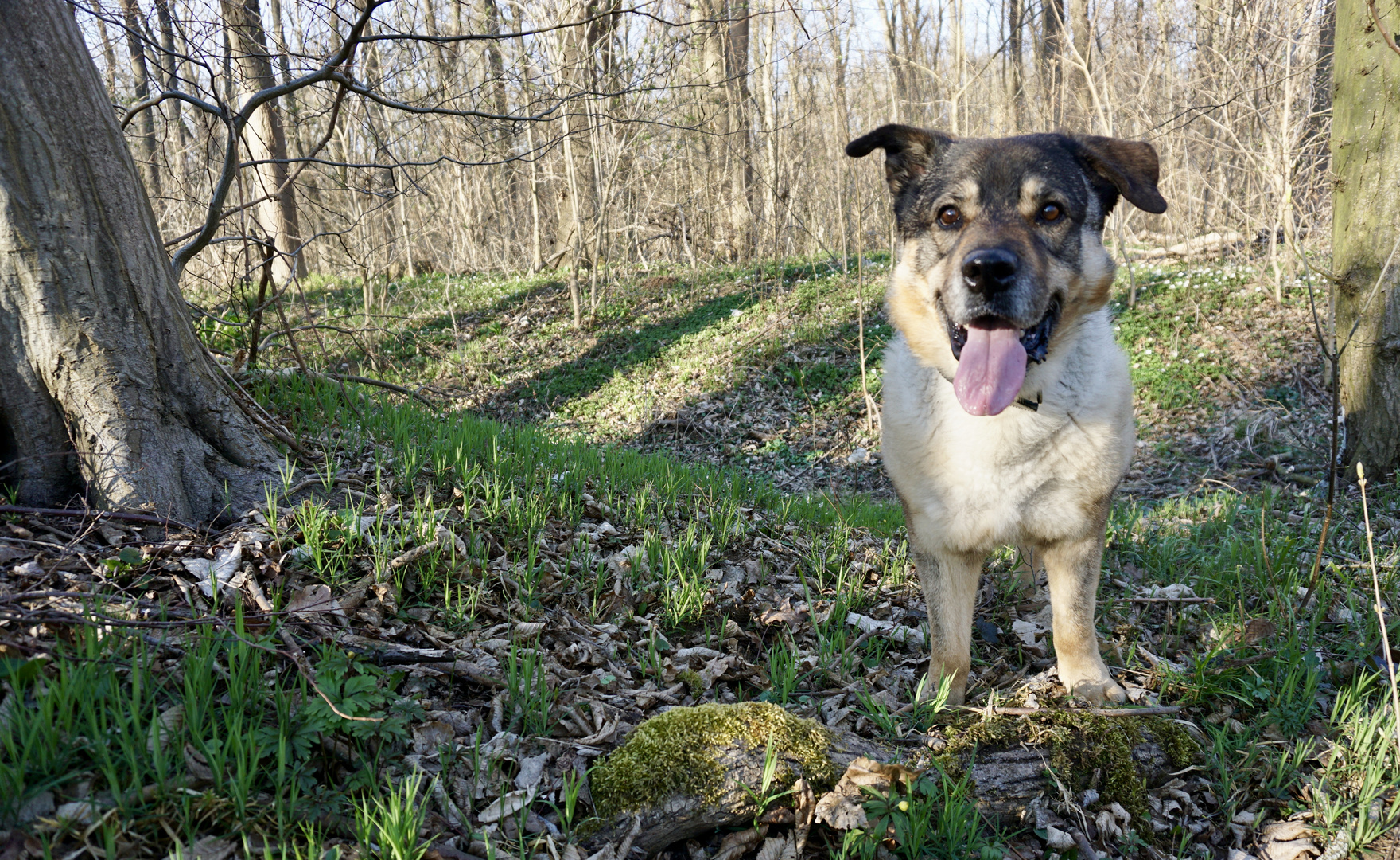 Oli im Wald