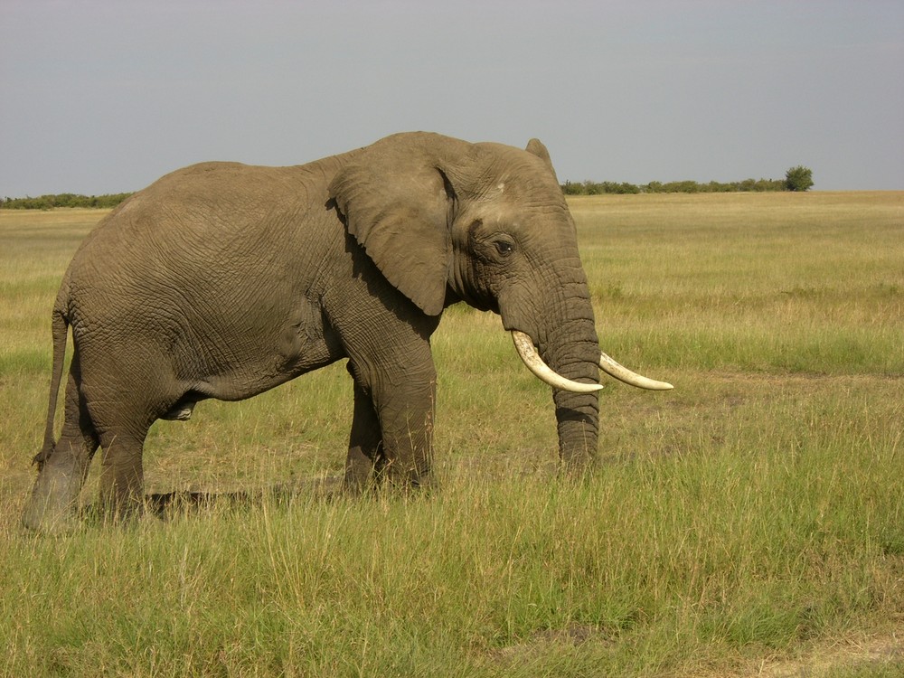 Olifant