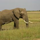 Olifant