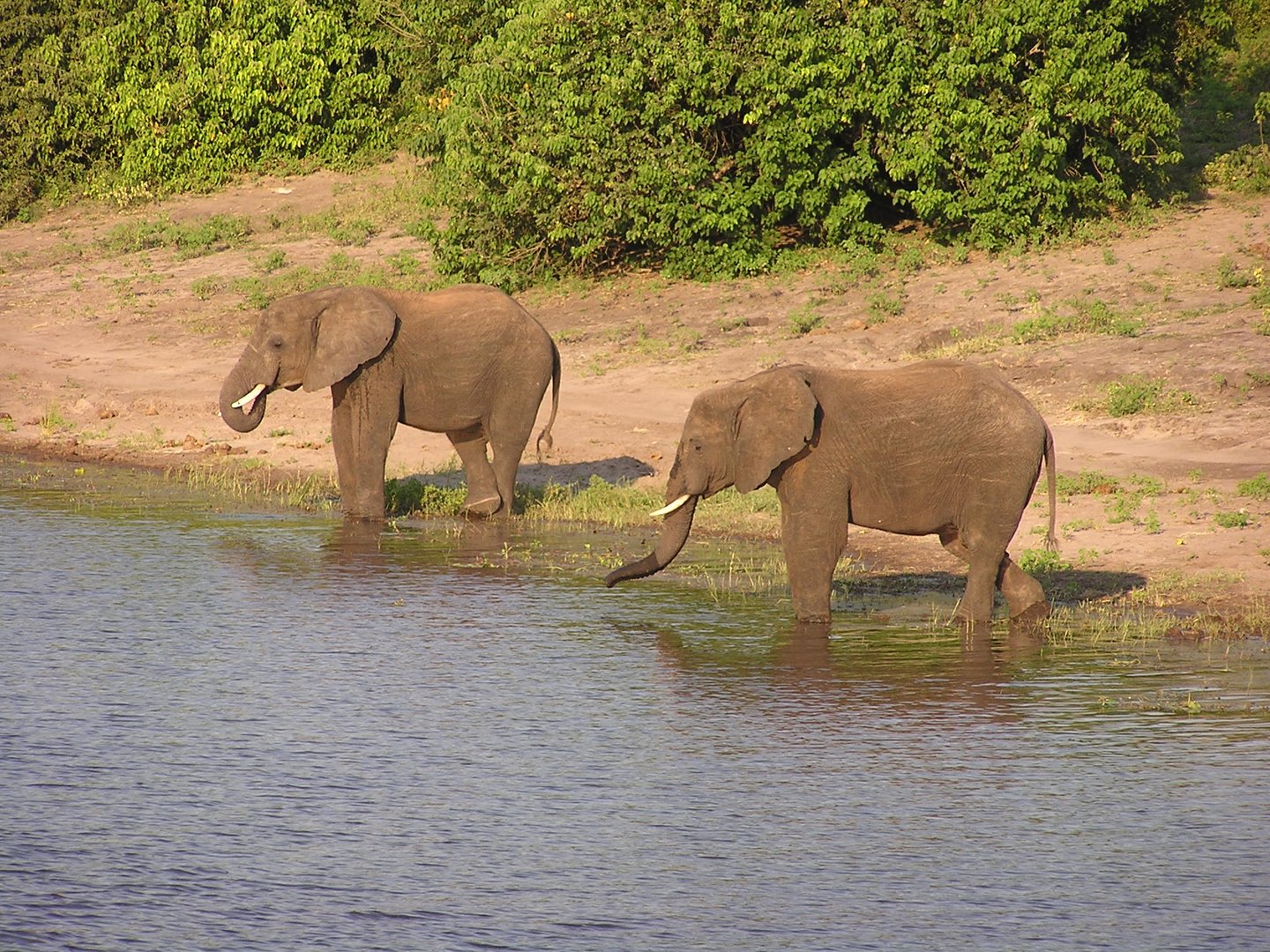 "Olifanten" am Chobe River in Botswana