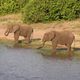 "Olifanten" am Chobe River in Botswana