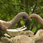 Olifanten Blijdorp Zoo Rotterdam