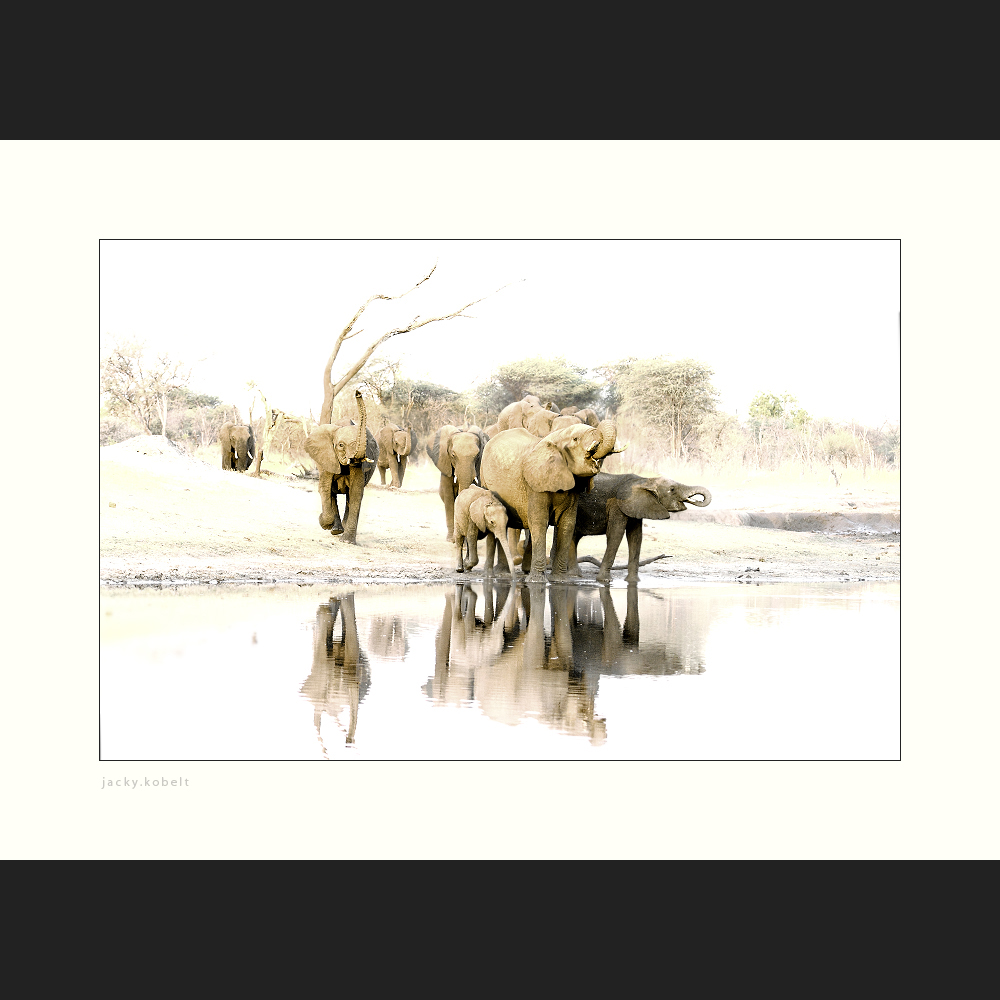 Olifants