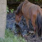 Olis neuer Freund und Weidegenosse,Jarpur der Einjährige Jungspund .