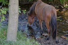 Olis neuer Freund und Weidegenosse,Jarpur der Einjährige Jungspund .