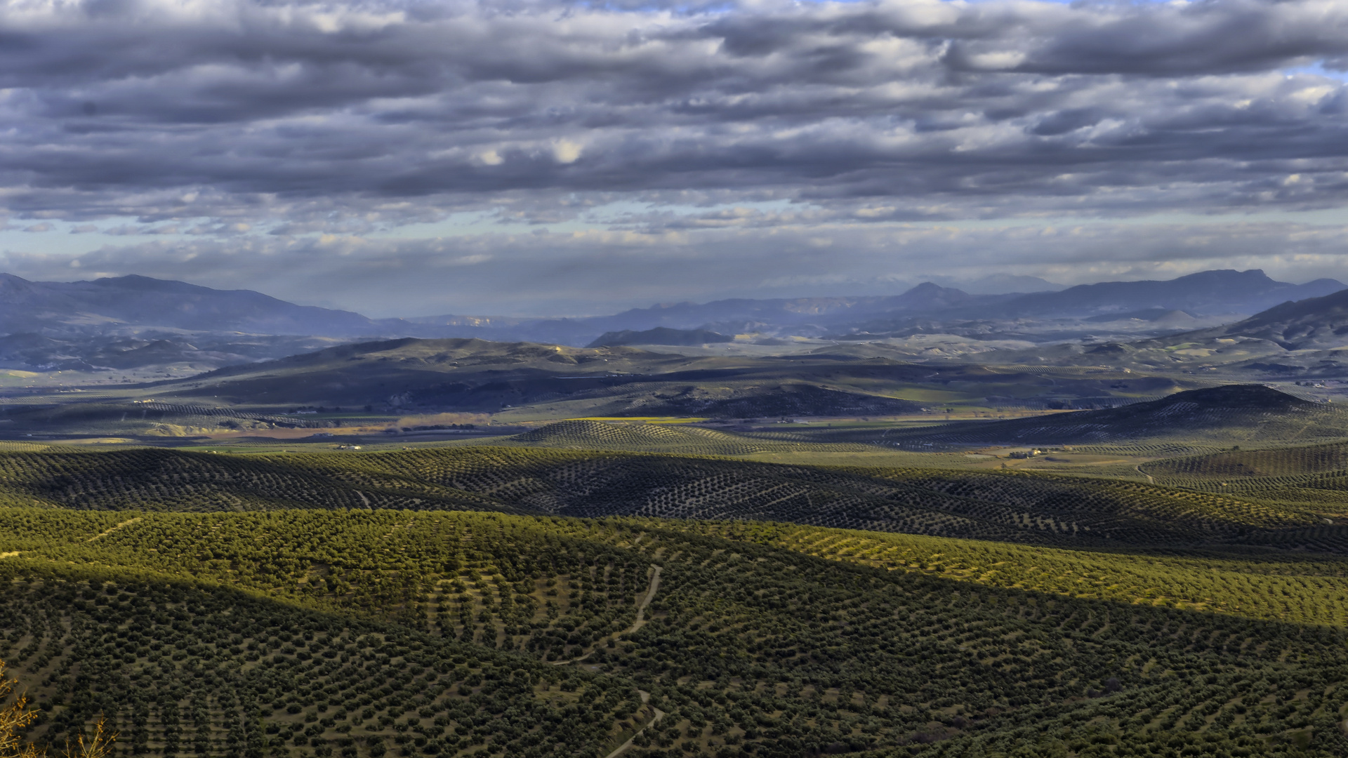 OLIVARES DE JAÉN