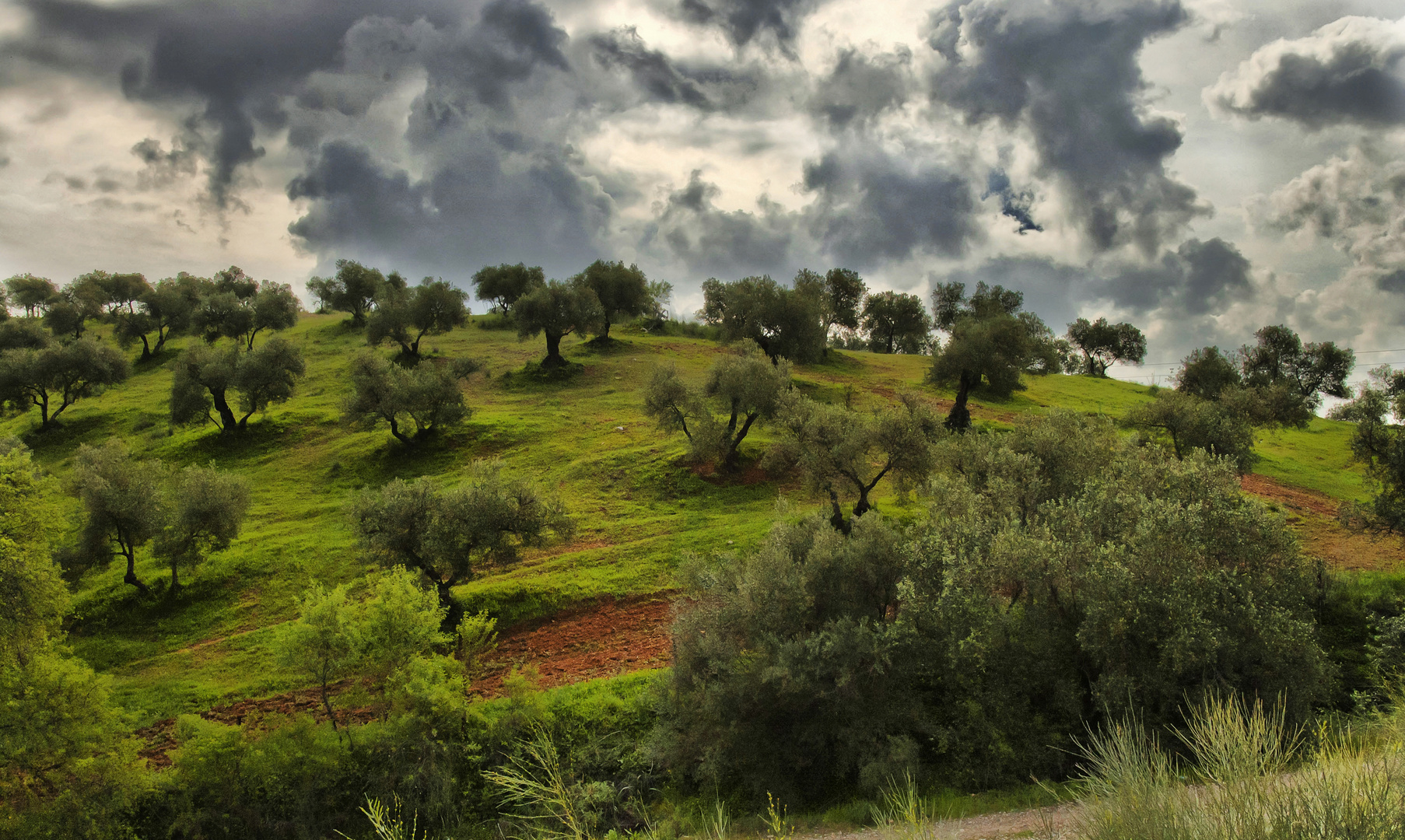 OLIVARES DE SIERRA.