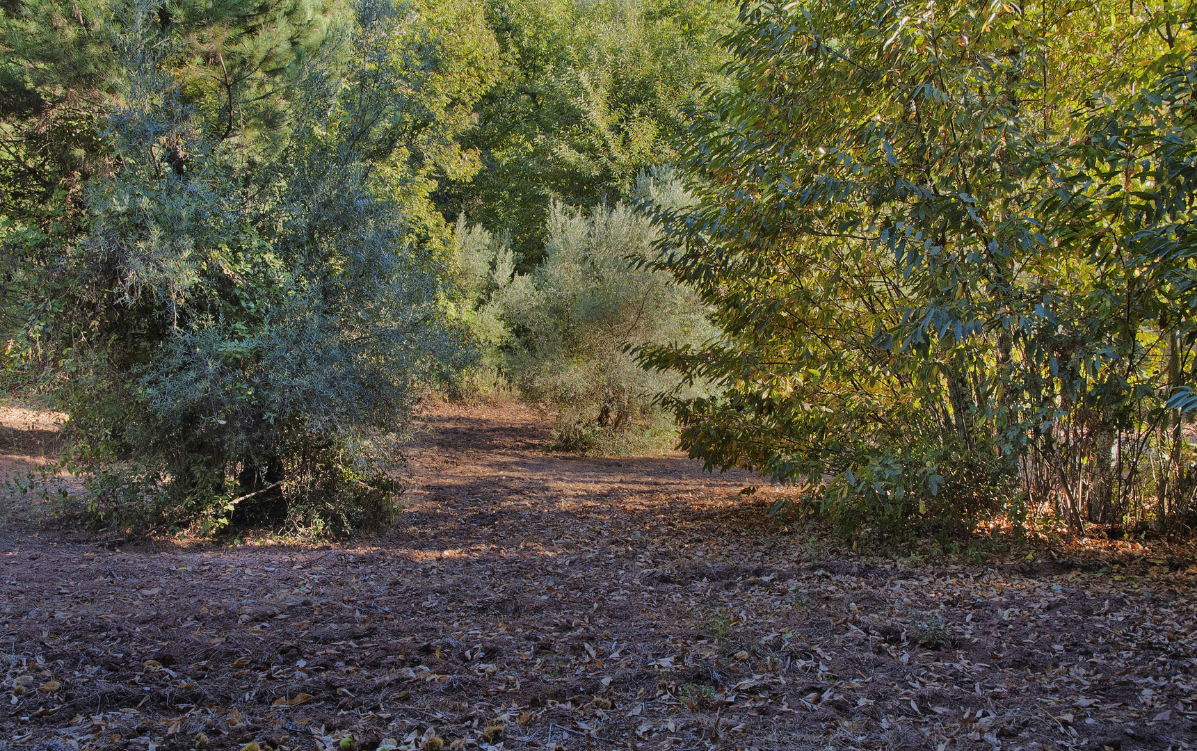 OLIVARES Y CASTAÑOS