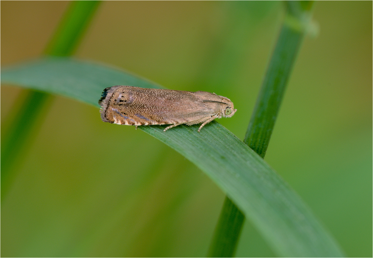 Olivbrauner Erbsenwickler (Cydia nigricana)