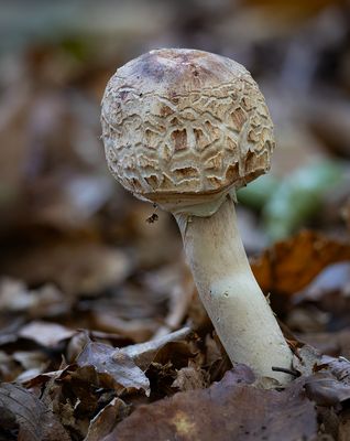 Olivbrauner Safranschirmling (Chlorophyllum olivieri) ?