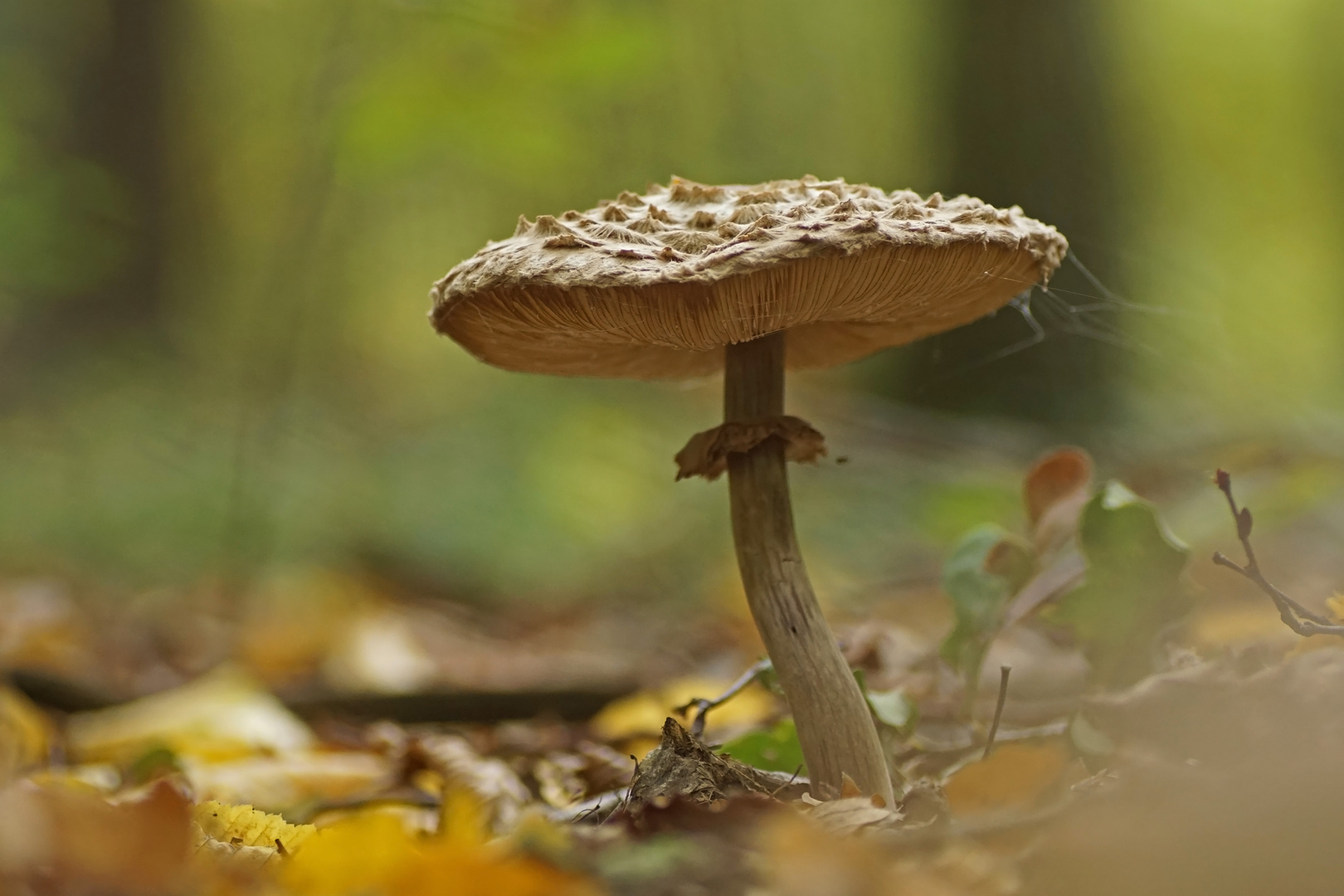 Olivbrauner-Safranschirmling (Chlorophyllum olivieri)