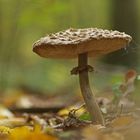 Olivbrauner-Safranschirmling (Chlorophyllum olivieri)